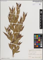 Foto von Salix excelsa S. G. Gmel.